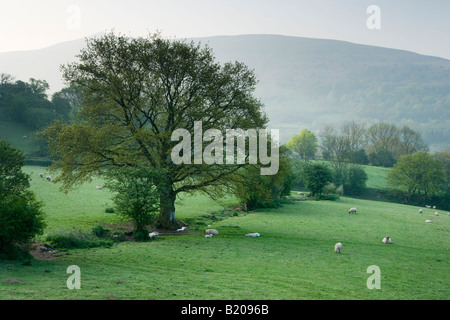 Farmland near Crickhowell, Powys, Wales, UK. Misty spring dawn. Stockfoto