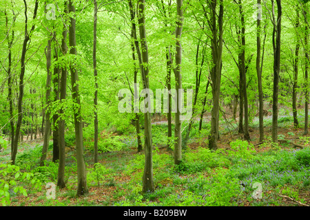 Beech woodland, Fagus sylvatica. Llanthony Wood, Wales, UK Stockfoto
