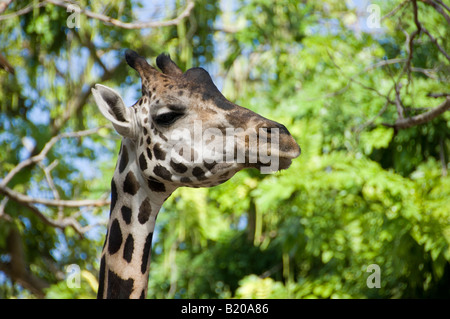 Giraffe-Gesicht Stockfoto