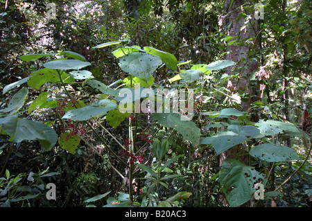 Baum (Gympie Gympie, Dendrocnide Moroides) mit rosa Früchten in den Regenwald Stelzwurzeln der Atherton Tablelands stechen Stockfoto