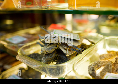 Getrocknete Eidechsen verkauft in einem traditionellen chinesischen Medizin Shop in Wangfujing Street Peking China Stockfoto