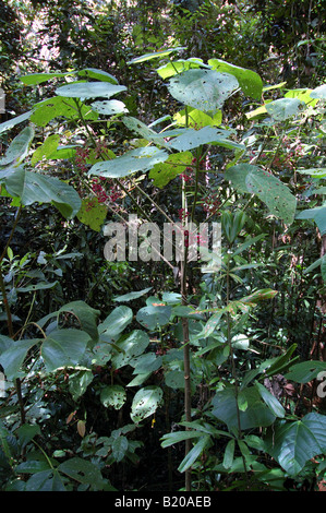 Baum (Gympie Gympie, Dendrocnide Moroides) mit rosa Früchten in den Regenwald Stelzwurzeln der Atherton Tablelands stechen Stockfoto