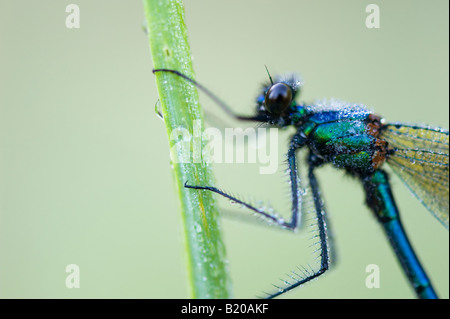 Calopteryx Splendens. Gebänderten Prachtlibelle Damselfly bedeckt in Tautropfen Stockfoto