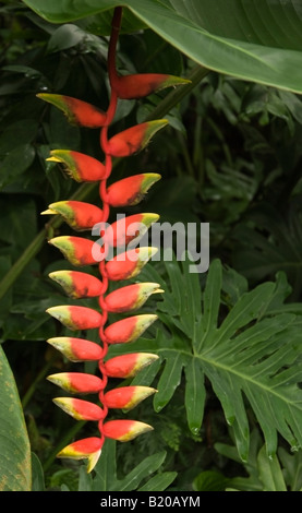 Heliconia, Heliconiaceae, Lobster Claw genommen in Singapur Stockfoto