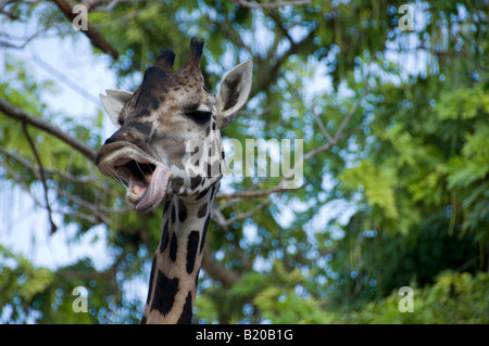 Giraffe, Gähnen Stockfoto