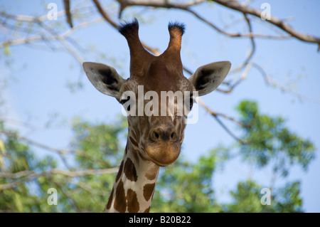 Giraffe-Gesicht Stockfoto