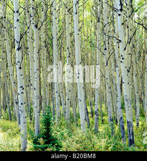 Hain der Hintergrundbeleuchtung Aspen Bäume in der Nähe von Pyramid Lake, Jasper Nationalpark, Alberta, Kanada Stockfoto