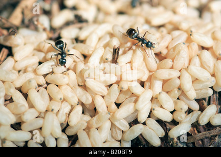 Schwarzer Garten Ameisen tendenziell Eiern (Lasius Niger) Stockfoto