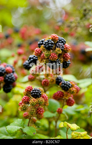 reife Brombeeren Stockfoto