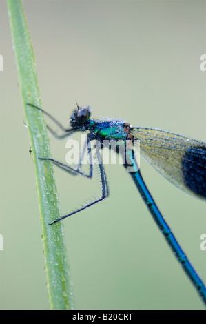 Calopteryx Splendens. Gebänderten Prachtlibelle Damselfly bedeckt in Tautropfen Stockfoto