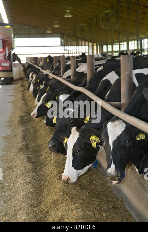 Kühe sind an einen großen Milchviehbetrieb gefüttert. Stockfoto