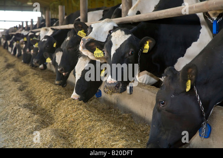 Elsie Michigan Kühe im Stall bei Green Meadow Farms einen Milchviehbetrieb mit 9500 Vieh meist Holsteins Stockfoto