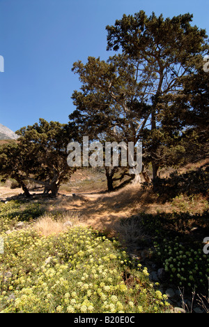 Bäume stehen auf einsamen Kedros Beach im Westen der Insel Samos, Griechenland Stockfoto