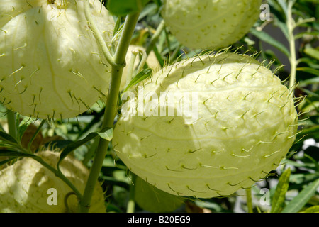 Ballon Blumen. Insel Samos, Griechenland Stockfoto