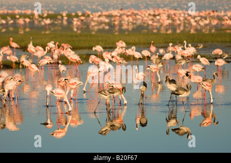 Große und kleine Flamingos, Kenia, Afrika Stockfoto