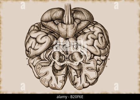 ABBILDUNG GROßHIRN-HEMISPHÄRE Stockfoto