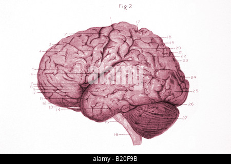 ABBILDUNG WINDUNGEN LINKEN HEMISPHÄRE DES GEHIRNS Stockfoto