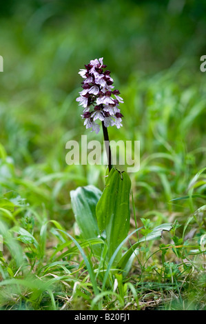 Lady Orchidee (Orchis Purpurea) Stockfoto