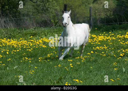 Highspeed galoppierendes Pferd Stockfoto