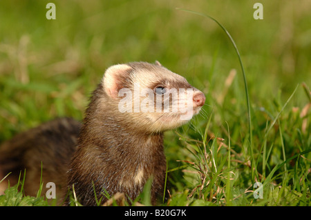 Iltis Frettchen Stockfoto