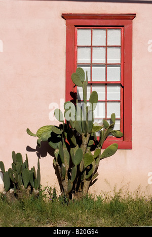 Kakteen und Fenster in Tucson Barrio Bezirk Stockfoto