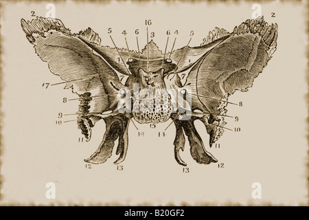 ABBILDUNG ZEREBRALEN OBERFLÄCHE SPHENOID KNOCHEN Stockfoto