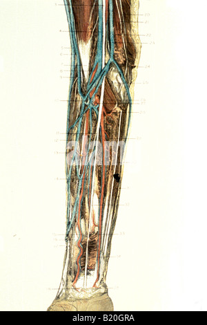 ARTERIEN, VENEN UND MUSKELN ILLUSTRATION DISSEKTION ELLENBOGEN UNTERARM ZEIGT Stockfoto