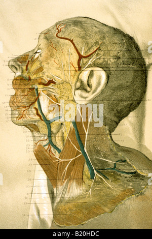 ABBILDUNG DISSEKTION DER OBERFLÄCHLICHEN GEFÄßE KOPF Stockfoto