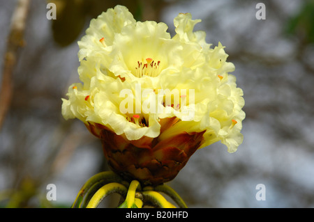 Blumen von einem exotischen Rhododendron-Busch, Rhododendron macabeanum Stockfoto