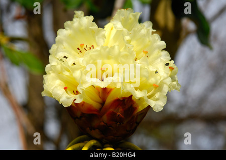 Blumen von einem exotischen Rhododendron-Busch, Rhododendron macabeanum Stockfoto