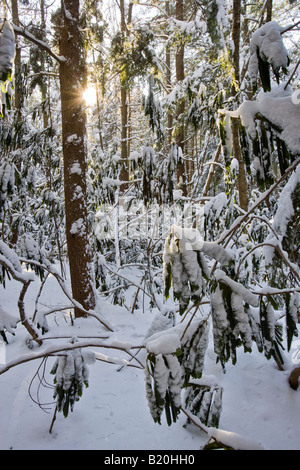 Neuschnee im Wald am Rhododendron State Park im Fitzwilliam, New Hampshire. Stockfoto