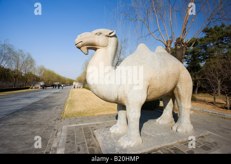 Statue von einem Kamel Stading Geist Weg Ming Gräber Beijing Peking China Stockfoto