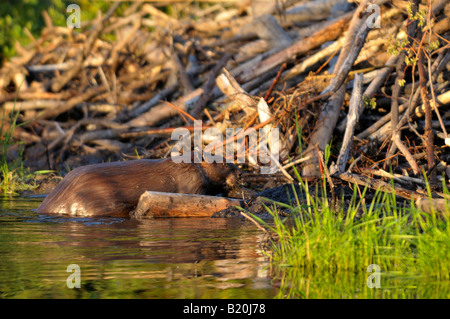 Kanadische Biber 50 Stockfoto