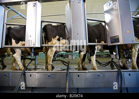 Bei einem großen Milchviehbetrieb sind Kühe gemolken. Stockfoto