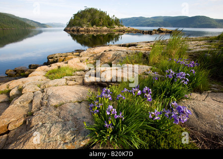 Der Saguenay River von der Pier in Dorf Petit-Saguenay gesehen. Quebec, Kanada. Saguenay Fjord. Blaue Flagge Iris. Stockfoto