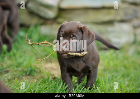 Choclolate Labrador Retriever Welpen im Garten Stockfoto