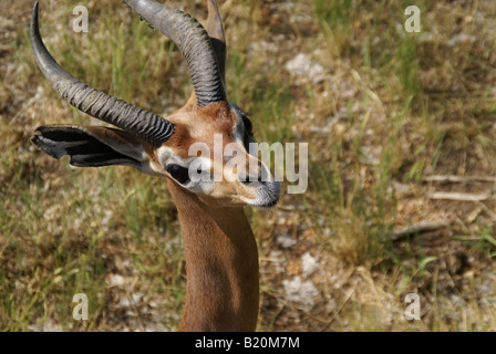 Gerenuk Stockfoto