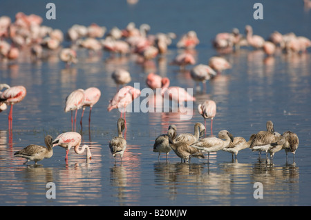 Große und kleine Flamingos, Kenia, Afrika Stockfoto