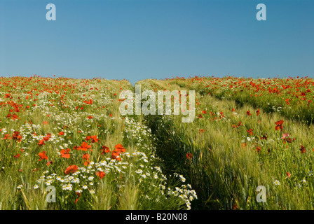 Mohn, Papaver Rhoeas und Duftloses Mayweed, Tripleurospemum maritimum, im Gerstenfeld unter klarem blauem Himmel, Sussex, UK, Juni Stockfoto