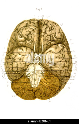 ABBILDUNG UNTER DER OBERFLÄCHE DES GEHIRNS KRANIALEN NERVEN Stockfoto