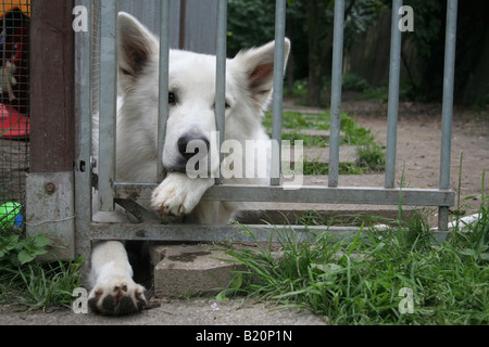 Weißer Schweizer Schäferhund / Berger Blanc Suisse / Erwachsene liegen in einem Zwinger Stockfoto