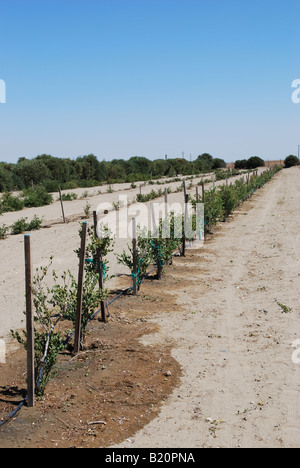 Landwirtschaftlicher Haupterwerbsbetrieb Jojoba Obstgarten Stockfoto