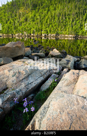 Der Saguenay River von der Pier in Dorf Petit-Saguenay gesehen. Quebec, Kanada. Saguenay Fjord. Blaue Flagge Iris. Stockfoto