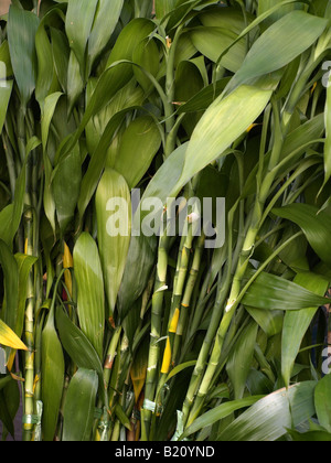 Grüner Bambus Stockfoto