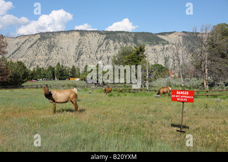 Ein Elch schaut ein Zeichen, das liest Gefahr nähern Sie Wildtiere Mammoth Hot Springs Yellowstone Nationalpark Wyoming USA Stockfoto