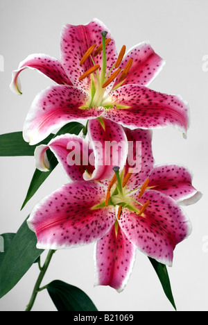 Stargazer-Lilie Blume orientalische Lilie rosa Stockfoto