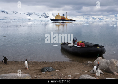 Schlauchboot Zodiac Boot auf felsigen Strand antarktischen Halbinsel Icebreaker off verankert Ufer Gentoo Pinguinen am Strand Stockfoto