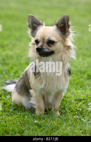 Chihuahua Langhaar Stockfoto