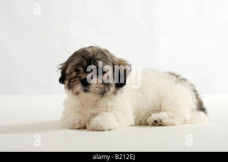 Coton de Tulear Welpen 8 Wochen Stockfoto