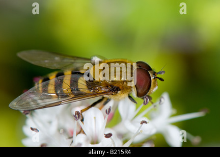 Nahaufnahme von einem typischen Erwachsenen-Schwebfliege (Syrphus) Fütterung aus Nektar und pollen Stockfoto